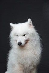 The samoyed dog makes a variety of naughty and lovely, happy and sad expressions. It is people's favorite pet, dog portrait combination series on a gray and white background