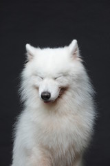 The samoyed dog makes a variety of naughty and lovely, happy and sad expressions. It is people's favorite pet, dog portrait combination series on a gray and white background