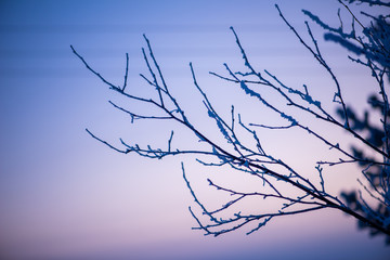 branches of a tree on background of blue sky