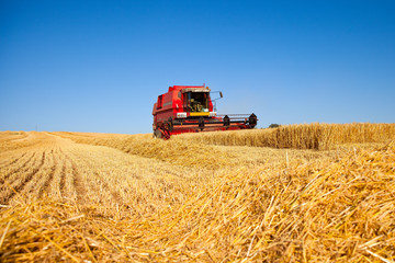 Obraz premium Moissonneuse rouge dans un champ de blé durant la moisson.