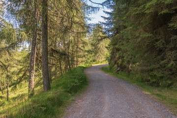 Deserted woodland walking trail at Glendalough, Co. Wicklow, Ireland. The Glendalough valley is located in Wicklow Mountains National Park and is home to an Early Medieval monastic settlement.