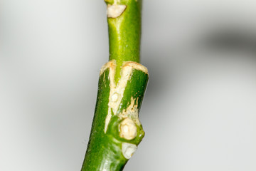 fused branches of a lemon