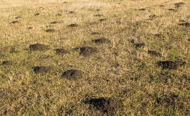 Invasion of moles into the clearing