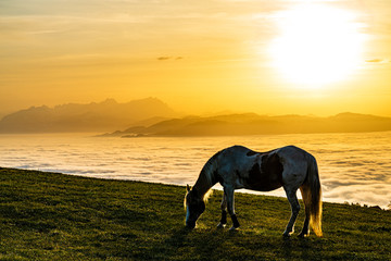 Fototapeta na wymiar Pferd grast über Nebelmeer, mystische, mythische, märchenhafte Stimmung im Sonnenuntergang über Rheintal und Bodensee mit Blick auf den Alpstein