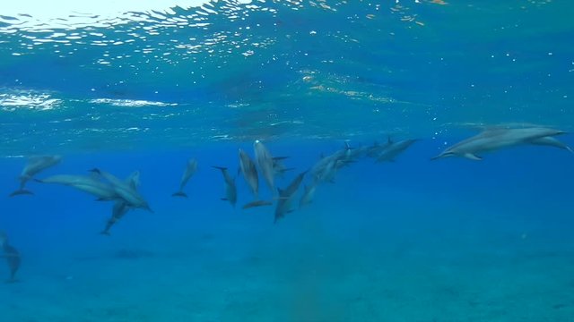 Pod of Spinner dolphins swimming under water surface, slow motion