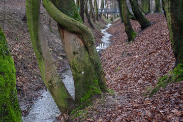 Intertwined embraced each other tree trunks crookedly growing at bottom of bed of small river going into perspective where can see bridge, along banks pile of brown fallen autumn leaves covers slopes
