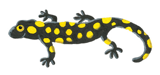 Cute salamander