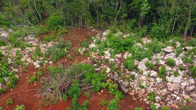 Aerial, drone shot following wild hogs, pigs, boars in Mexican nature, on a overcast day, in Mexico