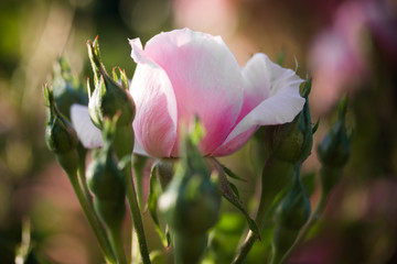 Rose und Knospen