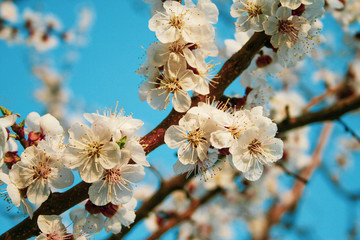 Apple blossom flowers in spring, blooming on young tree branch