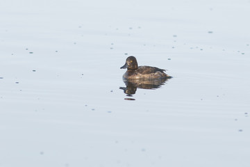 ducks on a lake