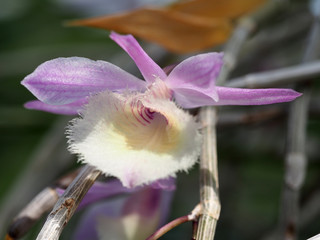 可愛い小さな花が咲くデンドロビウム・アフィルム