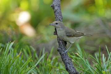 bird on a branch