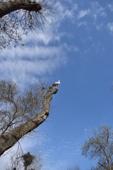 Cigüeña en lo alto de un árbol en su nido