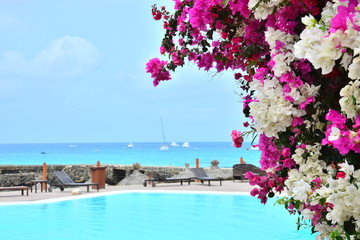 Fototapeta na wymiar Bougainvillea in bright vivid pink and white colors, a swimming pool .and blue, turquois ocean, sea with white boats, yachts and thatched sun umbrellas, .beach umbrellas in Cape Verde, Cabo Verde..