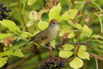 bird on a branch