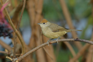 Obraz premium bird on a branch