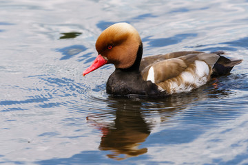 Pochard (Aythya ferina) duck male swimming on a pond, in London