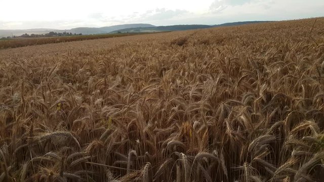 le vent qui fait bouger le bl&eacute; 