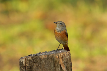 bird on a branch