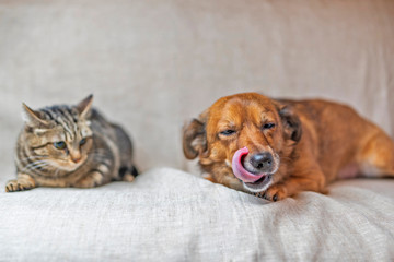 Cat and dog lie on a gray background. Photographed close-up.