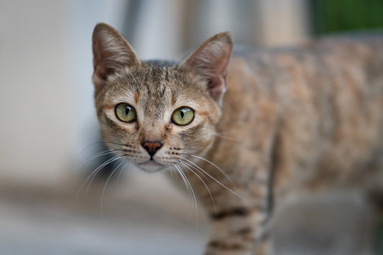 A local Asian (Thai) cat during it looking to the camera. Animal eye focus photo.