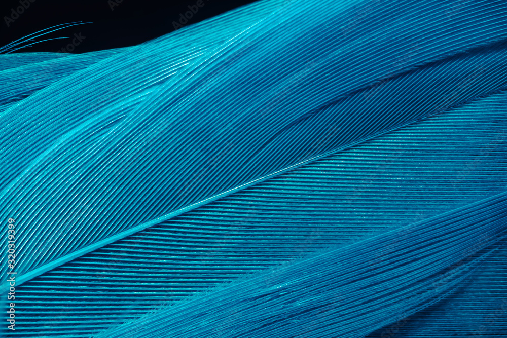 Aufkleber beautiful blue trends feather pattern texture background. macro photography view.