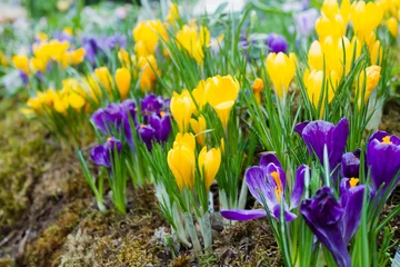 Fotobehang Krokus Crocus meadow in the spring with many crocuses. Crocoideae.  © Nadezhda