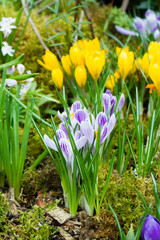 Spring background with flowering violet, purple, yellow and white Crocus in early spring