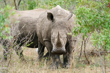 White Rhinoceros (Ceratotherium simum) watching through bushes, in Kruger Park