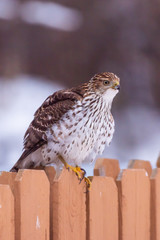 Large hawk sitting on fence in yard in winter