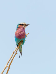 Lilac-Breasted Roller (Coracias caudatus) perched at the end of a small twig, taken in South Africa