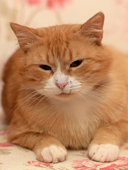 red and white domestic cat