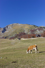 Fototapeta na wymiar ski complex in the summer in Montenegro in the foreground a cow