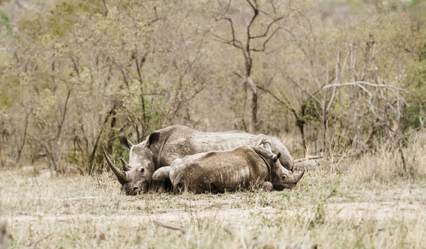 White Rhinoceros (Ceratotherium simum) mother and baby resting on a hto day in Kruger National Park, South Africa