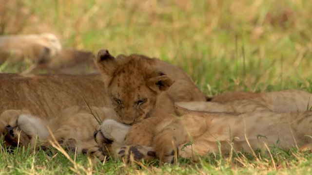 Lion Cub  Rough Housing Sibling While The Rest Of The Pride Is Sleeping- medium shot