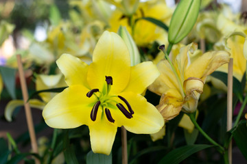 Obraz premium Yellow Lily blooming beautiful in the garden