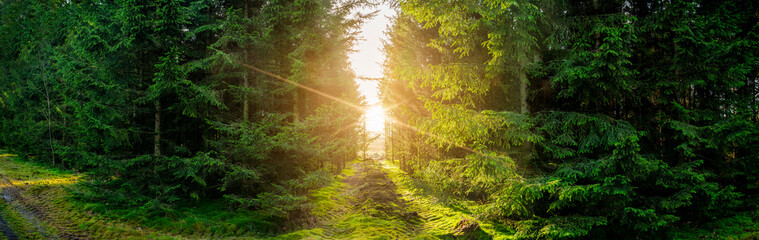 Green forest panorama scenery with sunlight