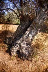 Fototapeta na wymiar Trunk of an olive tree.
