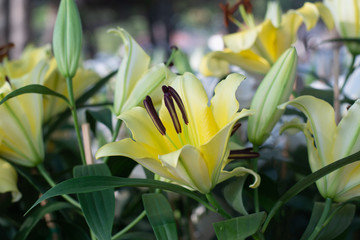 Yellow Lily blooming beautiful in the garden