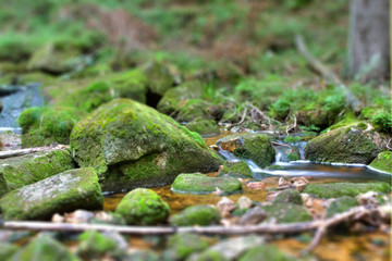 Natur im Harz 1