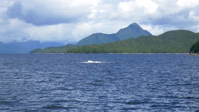 Steady Slow Motion Shot Of Breaching Humpback Whale During Nice Weather On Canada's West Coast, Great Bear Rainforest.