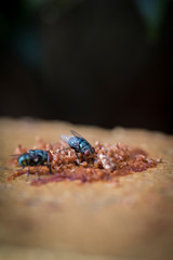 The two flies ( Chrysomya megacephala ) are eating fruits that fall on the ground
