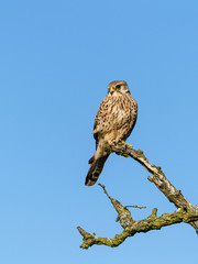 Common Kestrel (Falco tinnunculus) onm a dead stump, in United Kingdom