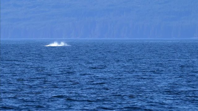 Amazing shot of turning breaching jump of humpback whale in Canada Pacific Ocean shore, Vancouver
