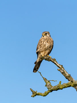 Common Kestrel (Falco tinnunculus) onm a dead stump, in United Kingdom