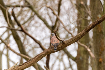 Male Common Kestrel (Falco tinnunculus) perched on a tree branch, in England