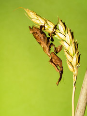ghost mantis (Phyllocrania paradoxa) on a head of wheat against a bright green background