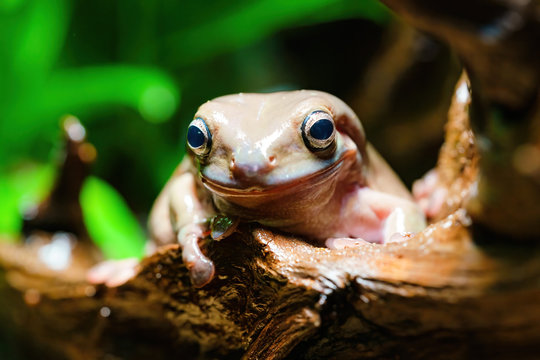 Cute White&rsquo;s Tree Frog (Litoria caerulea)  ooking into camera