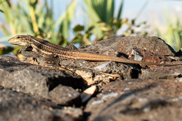 lizard on rock